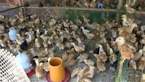 穷山沟里藏了个金凤凰,揭秘乡村逆袭传奇